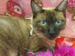 Gato raça SIAMESA idade 1 ano nome BLUE 