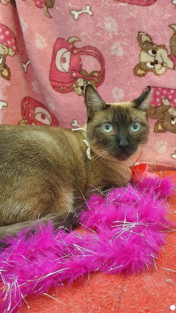 Gato ra a SIAMESA idade 1 ano nome BLUE 