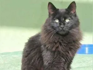 Gato raça  idade 1 ano nome GUGA