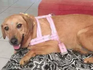 Cachorro raça Vira Lata idade 3 anos nome Flor