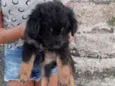 Mavi