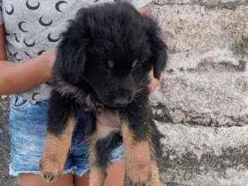 Cachorro ra a SRD idade 2 a 6 meses nome Mavi