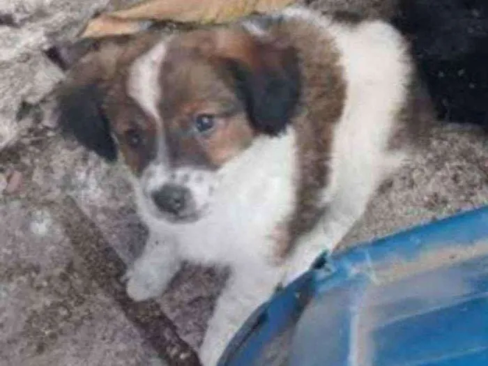 Cachorro ra a Srd idade 2 a 6 meses nome Malu