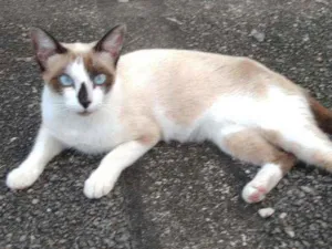 Gato raça Siamês idade 7 a 11 meses nome Pérola