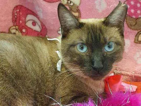 Gato ra a SIAMESA idade 1 ano nome BLUE 