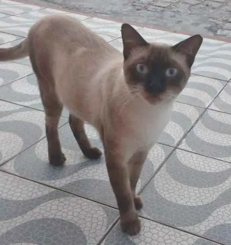 Gato raça Siamês idade 2 anos nome Ralf