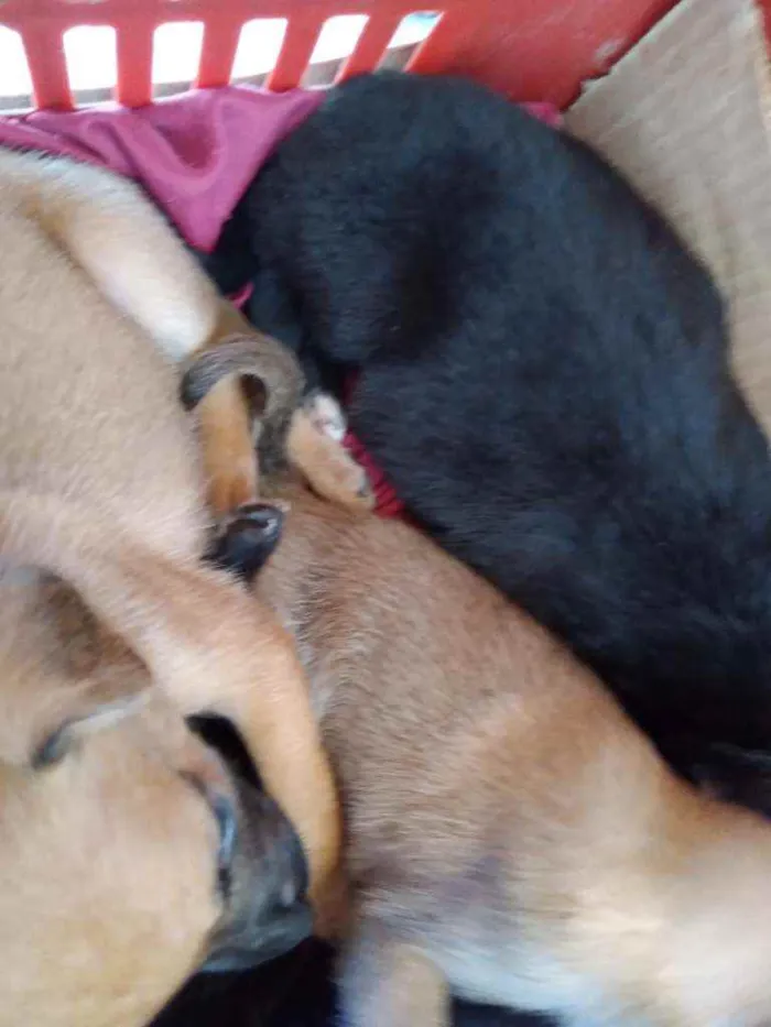 Cachorro ra a Vira lata idade Abaixo de 2 meses nome Sem nome, 