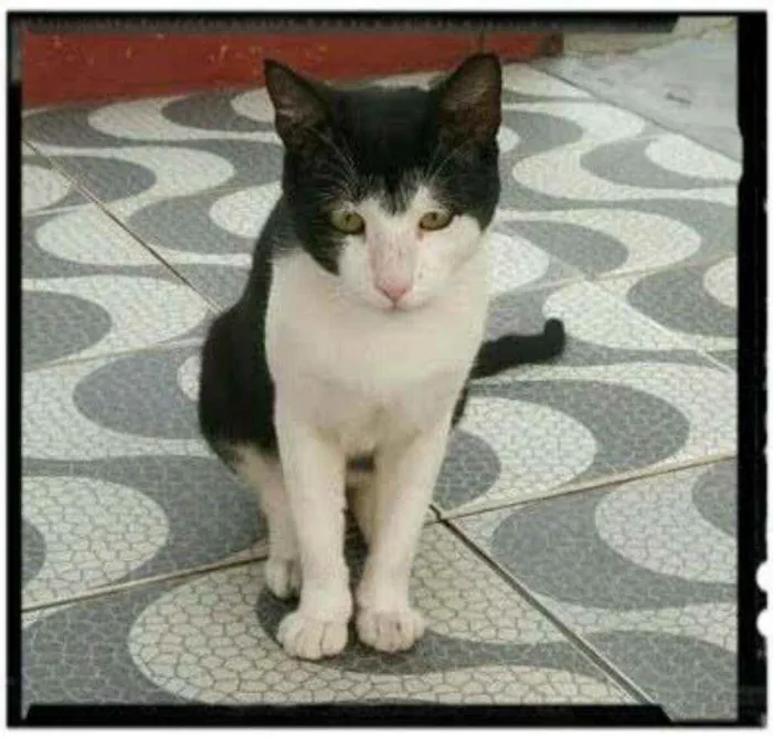 Gato raça SRD idade 2 anos nome Dengoso 
