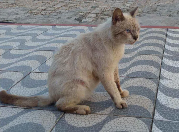 Gato raça Siamês idade 5 anos nome Theo