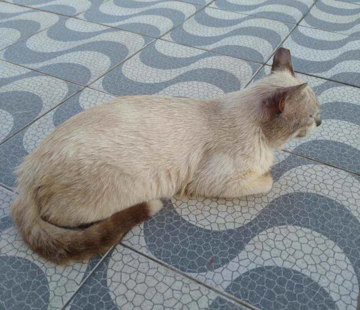 Gato raça Siamês idade 5 anos nome Theo