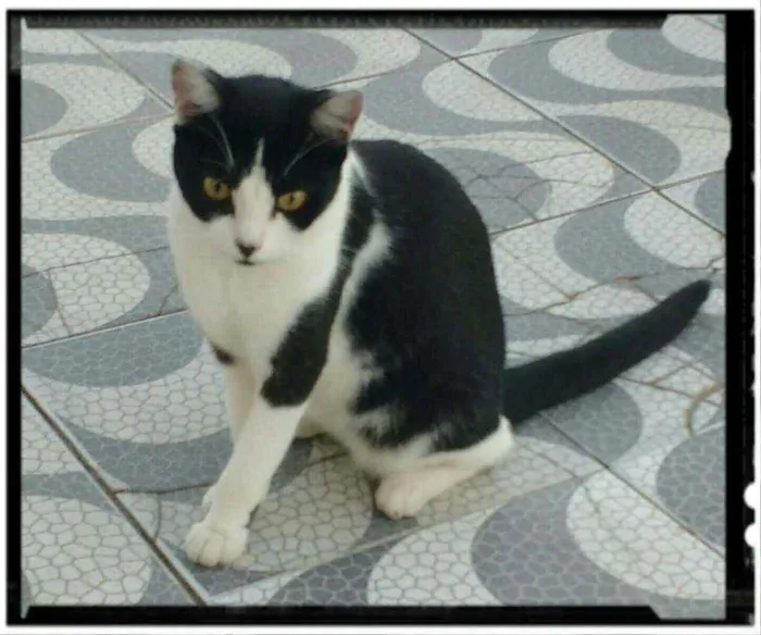 Gato raça SRD idade 2 a 6 meses nome Belinha