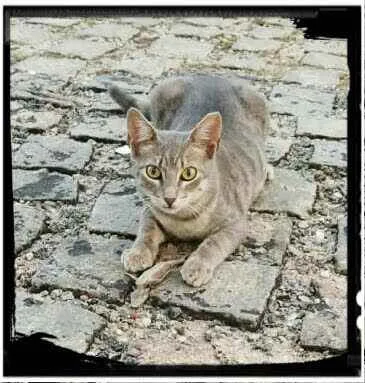 Gato raça SRD idade 2 a 6 meses nome Safira