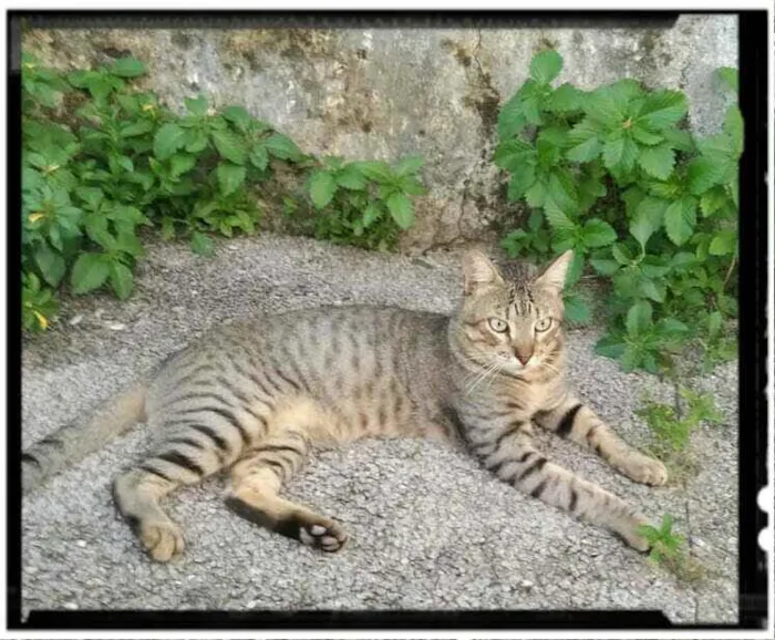 Gato raça SRD idade 2 anos nome Chico