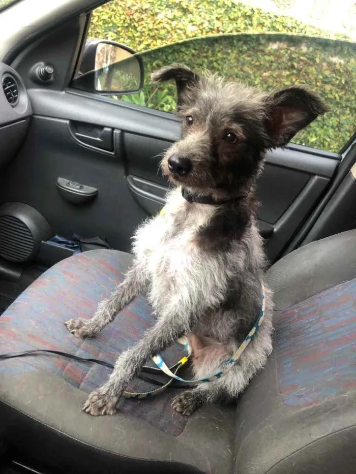 Cachorro raça SRD-ViraLata idade 2 anos nome Lilica