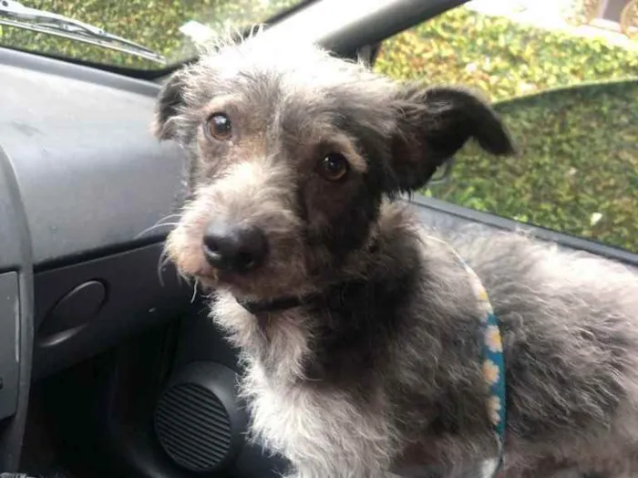 Cachorro raça SRD-ViraLata idade 2 anos nome Lilica