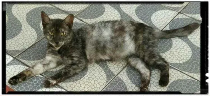 Gato raça SRD idade 1 ano nome Nina