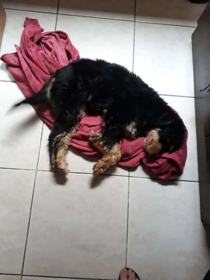 Cachorro raça vira lata com cocker idade 4 anos nome Lolla
