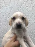 Cachorro raça SRD idade Abaixo de 2 meses nome Sem nome
