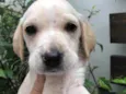 Cachorro raça SRD idade Abaixo de 2 meses nome Sem nome