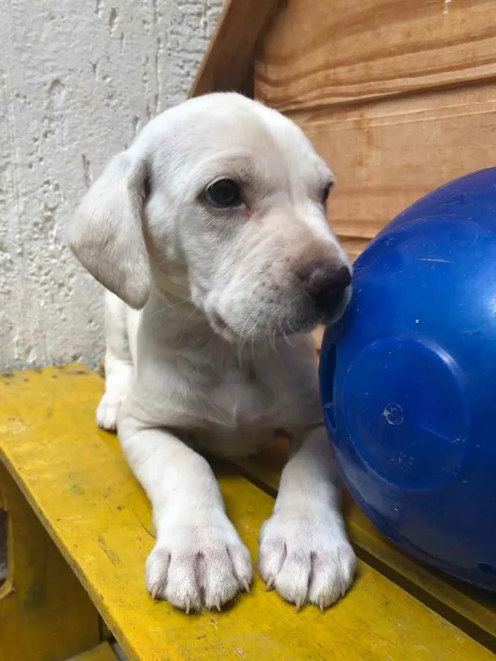Cachorro raça SRD  idade Abaixo de 2 meses nome Sem Nome