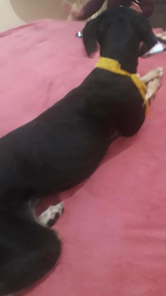 Cachorro raça vira lata com cocker idade 4 anos nome Lolla
