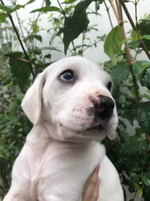 Cachorro raça SRD idade Abaixo de 2 meses nome Sem nome