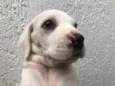 Cachorro raça SRD idade Abaixo de 2 meses nome Sem nome