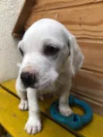 Cachorro raça SRD idade Abaixo de 2 meses nome Sem nome
