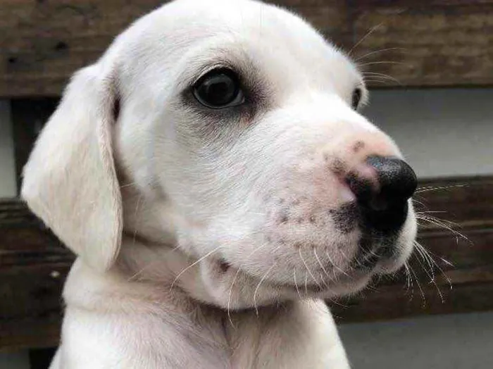 Cachorro raça SRD idade Abaixo de 2 meses nome Sem nome