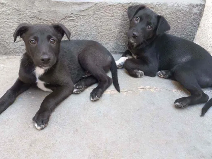 Cachorro ra a SRD idade 2 a 6 meses nome Wick