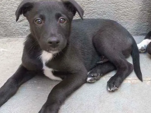 Cachorro ra a SRD idade 2 a 6 meses nome Wick