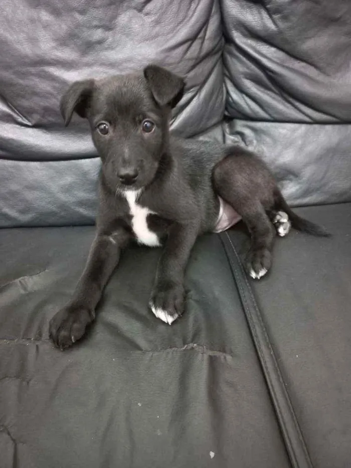 Cachorro ra a SRD idade 2 a 6 meses nome Wick