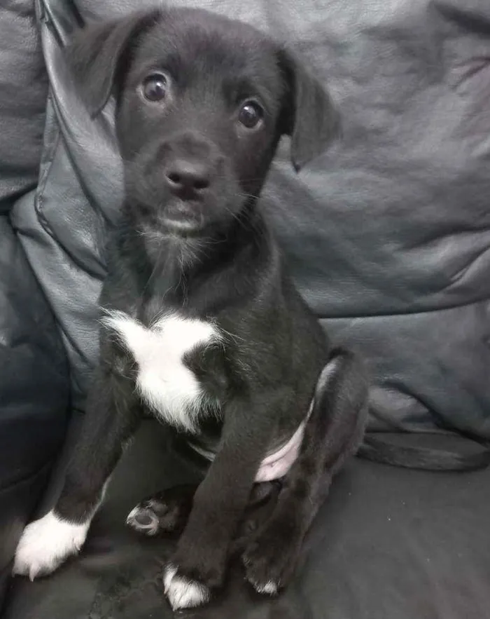 Cachorro ra a SRD idade 2 a 6 meses nome Indonésia (macho)