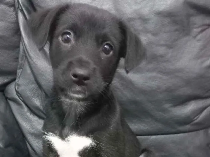 Cachorro ra a SRD idade 2 a 6 meses nome Indonésia (macho)