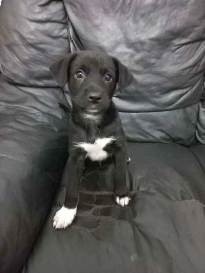 Cachorro ra a SRD idade 2 a 6 meses nome Indonésia (macho)