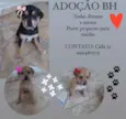 Filhotinhas 