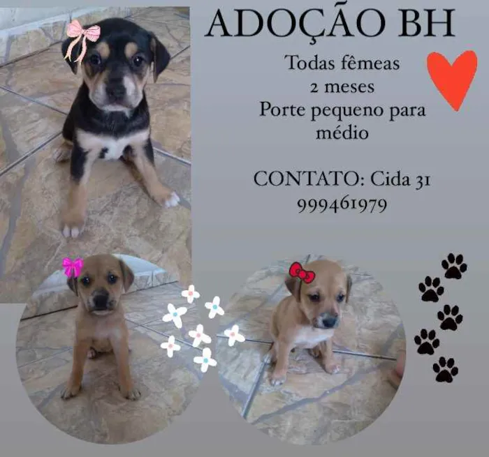 Cachorro raça Srd idade Abaixo de 2 meses nome Filhotinhas 