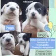 Filhotinhos