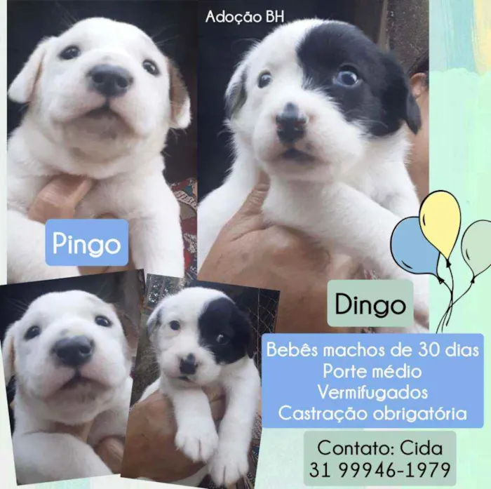 Cachorro raça Srd idade Abaixo de 2 meses nome Filhotinhos