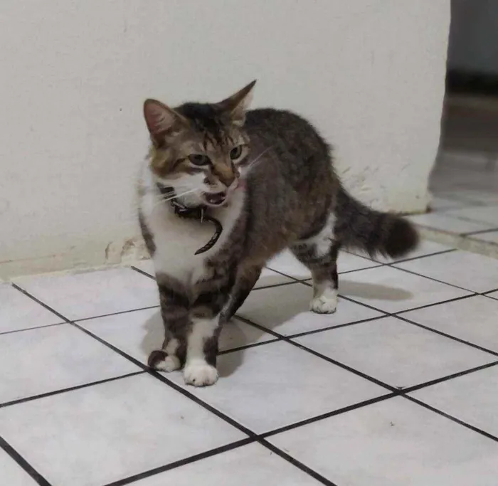 Gato ra a SRI idade 2 anos nome Izzy