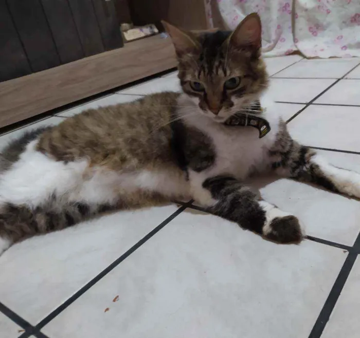 Gato ra a SRI idade 2 anos nome Izzy