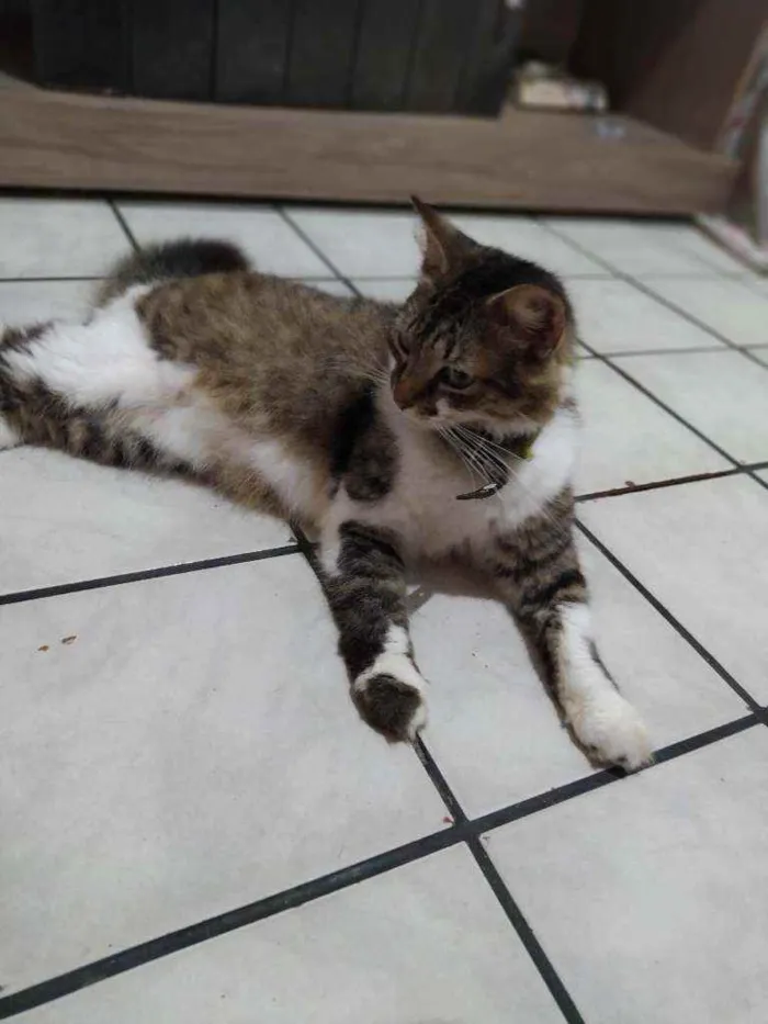 Gato ra a SRI idade 2 anos nome Izzy