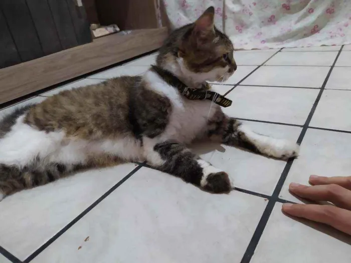 Gato ra a SRI idade 2 anos nome Izzy
