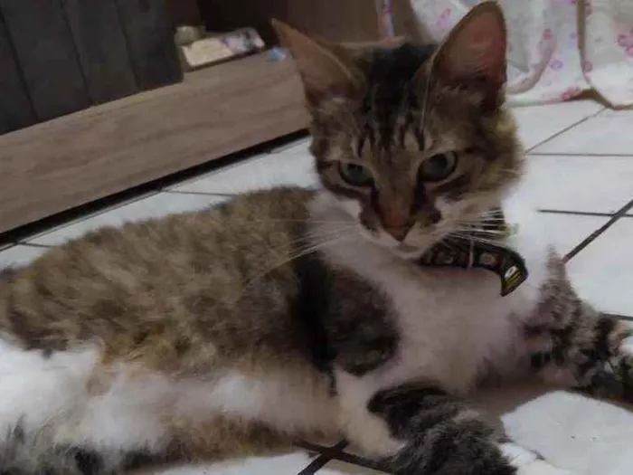 Gato ra a SRI idade 2 anos nome Izzy