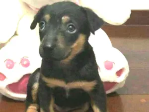 Cachorro raça  idade Abaixo de 2 meses nome Filhote Anelly 