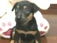 Cachorro raça  idade Abaixo de 2 meses nome Filhote Anelly 