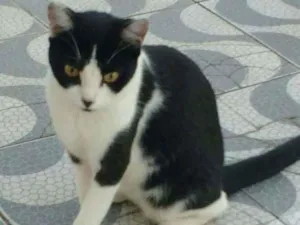 Gato raça SRD idade 2 a 6 meses nome Belinha