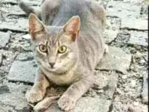 Gato raça SRD idade 2 a 6 meses nome Safira