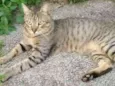 Chico