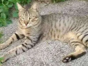 Gato raça SRD idade 2 anos nome Chico